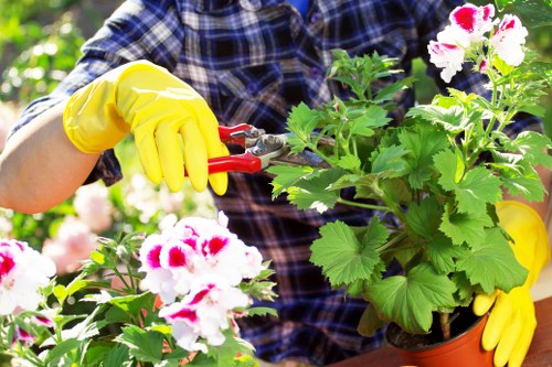 Garden clearance work removing overgrown plants in Forestdale